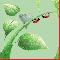 Ladybirds 4