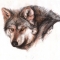 LOOKBACK WOLF