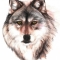 SPIRIT OF THE WILD