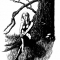 Wood Nymph