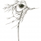 Cracked Eye