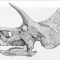 Triceratops Skull