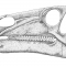 Iguanodon Skull