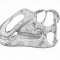 Gyptosaurid Skull
