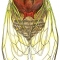 cicata