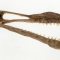 Pterosaur Anhanguera Bittesdorfi