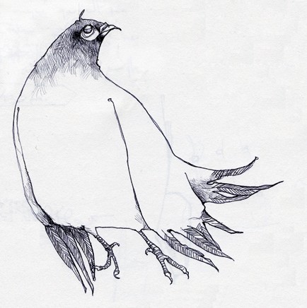 Pigeon - 