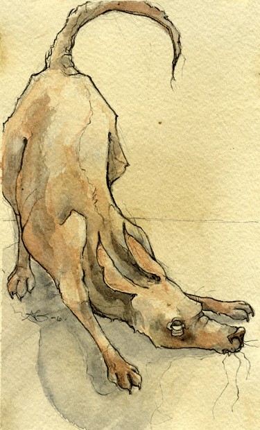 Woof 2 - 