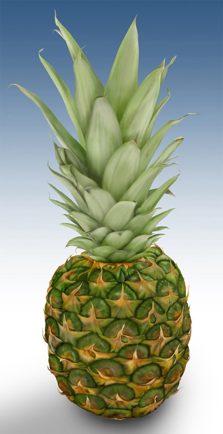 Pineapple - 
