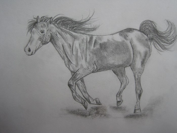 Horse - 