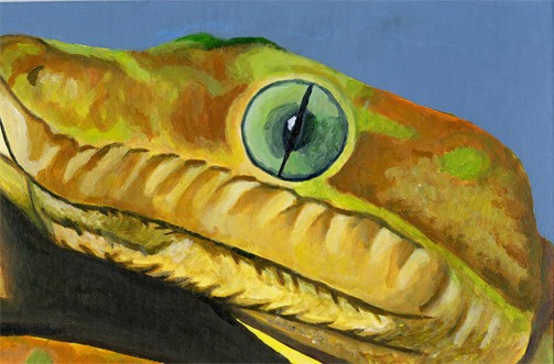 Eye Of Snake - 