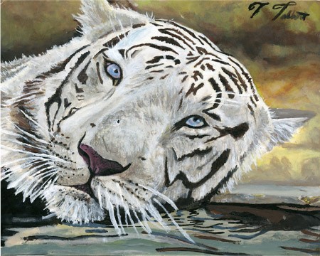 White Tiger Lying In The Water - 