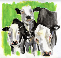Cows - 