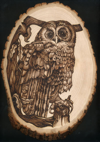 Tawny Owl - 