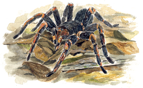 Tarantula - 