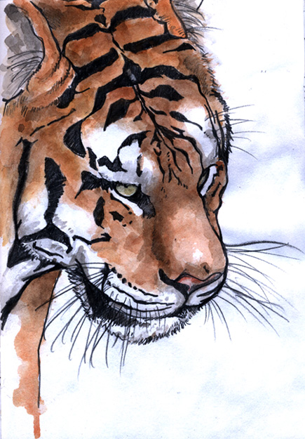 Tigers Head - 
