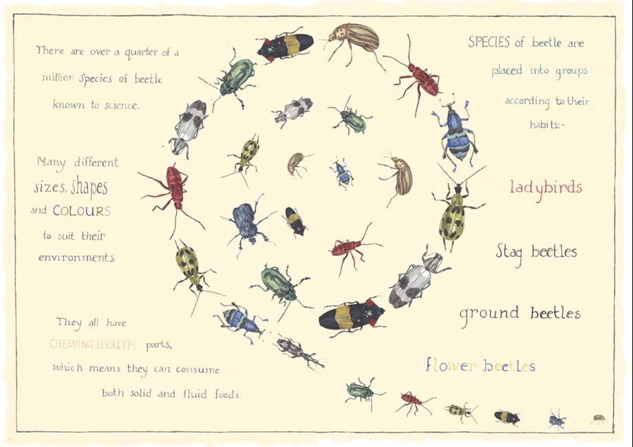 Educational Page For Children's Book On Beetles - 