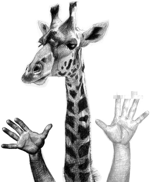 Giraffe - 