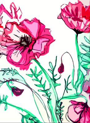 Cut Poppies - 