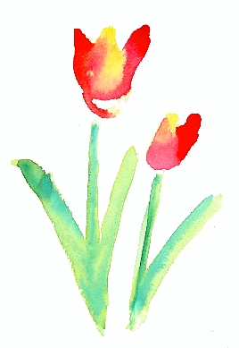 Tulips - 
