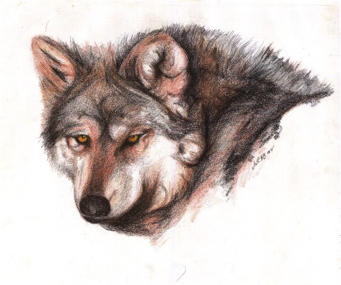 LOOKBACK WOLF - 