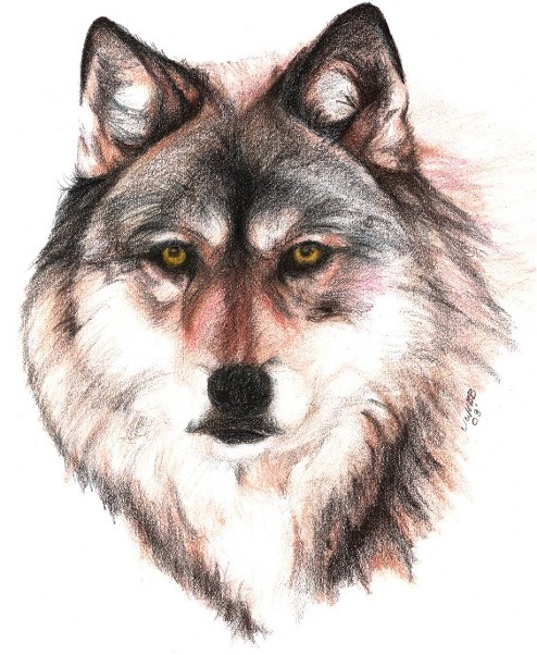 SPIRIT OF THE WILD - 