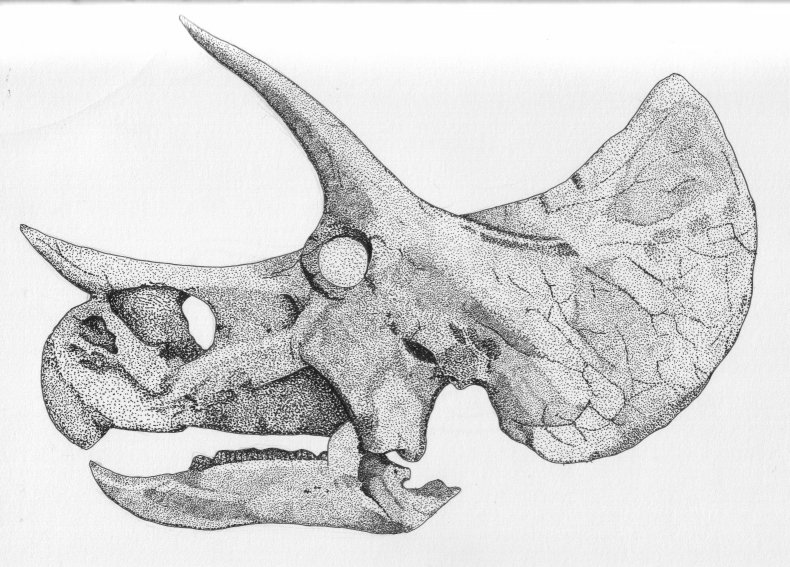 Triceratops Skull - 