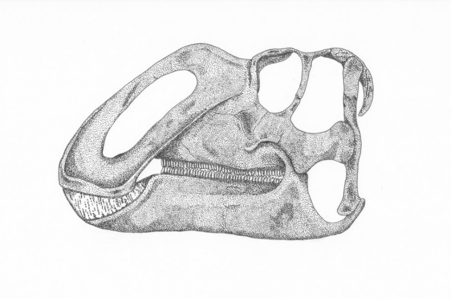 Gyptosaurid Skull - 