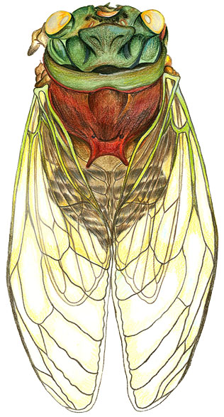Cicata - 