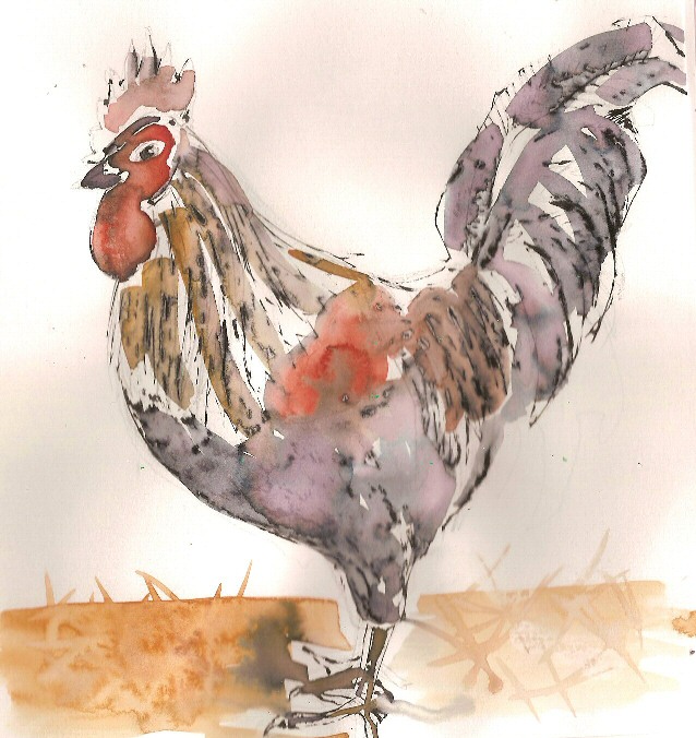 Rooster - 