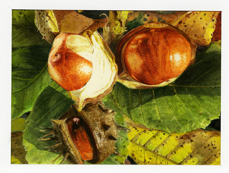 Conkers - 