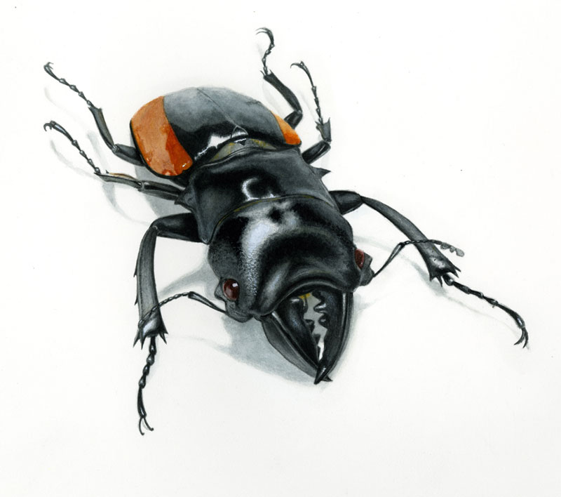 Stag Beetle (female) - 