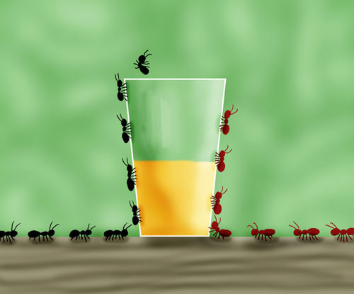 Ants - 