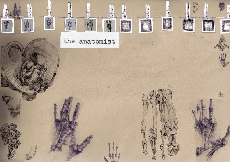 Anatomy Studies - 