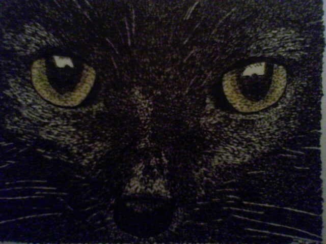 Black Cat - 
