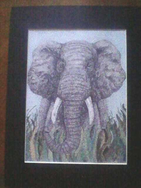Elephant - 