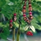 Energy Of Tree