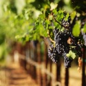 Wine Tour Transportation  by JnJ Transport