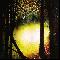 glade