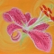 Pink Hibiscus