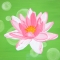 Water Lily
