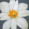 White Flower Yellow Stamen