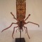 Cabinet of Curiosities Unknown Insect Species