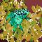 Poison Arrow Frog