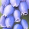 Grape Hyacinth
