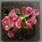 Corsage