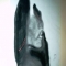 Shadow