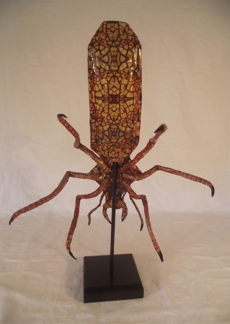 Cabinet Of Curiosities Unknown Insect Species - 