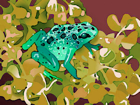 Poison Arrow Frog - 