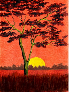 African Sunset - 